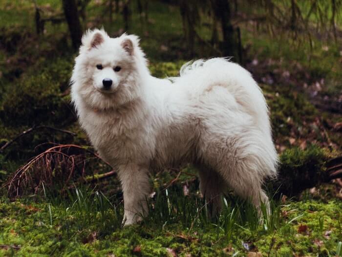 a lovely fluffy samoyed
